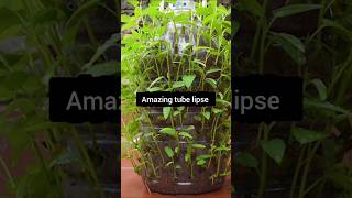 Plant lapse 🌿❤️🌿☘️garden agriculture farming viral short plants trending planttimelapse [upl. by Gaskins278]