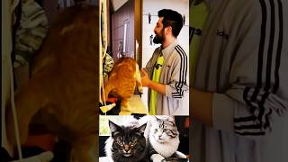 Kedi Sevmeyen Misafir Mahsun Karaca  Röportaj Adam kedi keşfet cat [upl. by Walcoff]