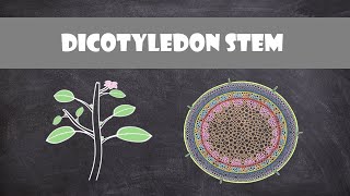 Dicot Stem Structure and Function  Plant Biology [upl. by Silsbye607]