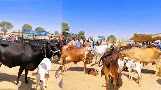 Pure Cholistani Sahiwal Crouse Cows Prive In Pakistan  Luddan Cattle Market Update  Dairy Farming [upl. by Pich]