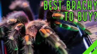 Mexican Flame Knee Tarantula How to Care for the Brachypelma auratum [upl. by Roslyn]