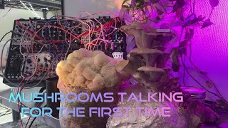 Oyster and Lion’s Mane Mushrooms Talking For The First Time Mushrooms Play Eurorack Synthesizer [upl. by Nail611]