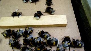 Bombus magnus in nestbox 11 [upl. by Wan51]