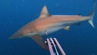 Spearfishing Around Sharks Guide  HOW TO SPEARFISH [upl. by Casteel935]