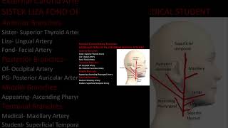 External Carotid Artery Branches Mnemonics [upl. by Nnasor]