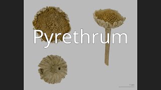 Pyrethrum [upl. by Eihtur842]