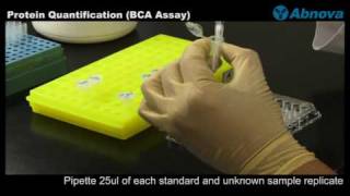 Protein Quantification BCA Assay [upl. by Datha]