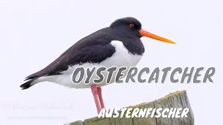 Eurasian Oystercatcher Haematopus ostralegus  Austernfischer [upl. by Inaboy]