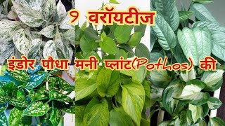 चलिए देखते हैं मनी प्लांट Pothos की 9 खूबसूरत वरॉयटी  pothos varieties with names  money plants [upl. by Barmen]