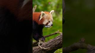 Why Red Pandas Are More Like Cats Than Bears [upl. by Simdars]