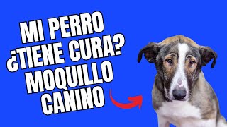 Moquillo Canino Cómo identificarlo y Evitar la Tragedia [upl. by Ogg]