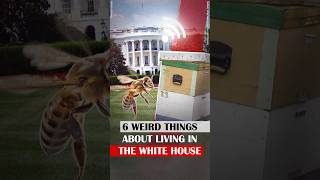 6 Weird Things About Living in the White House [upl. by Neelrihs510]