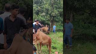 আবুতরফ গরুর বাজারে পাগলা গরুর পাগলামি 🐮২০২৪ qurban cow bull trending গরু shorts chakabangla [upl. by Adiraf]