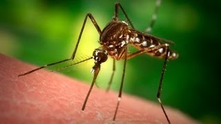 Santé  Tout savoir sur le paludisme ou malaria [upl. by Shakespeare]