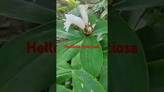 Hellena speciosa Crrpe Gingerflo gardening houseplants phalphoolaursabjiyaindoorplants [upl. by Eilatan]