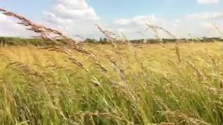 Wiese auf Tempelhofer Feld Freiheit in BerlinNeukölln ExFlughafen [upl. by Uase]