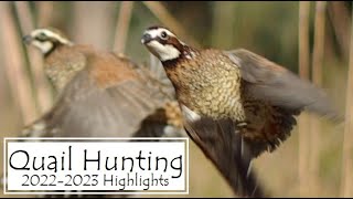 Quail Hunting 2022 2023 Season [upl. by Demona]