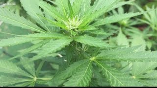 Should recreational marijuana be decriminalized Sarasota considers it  10News WTSP [upl. by Attenov]