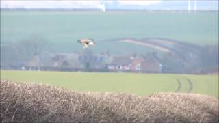 Rough legged buzzard Grindale 18th Feb 2015 [upl. by Cordelie]