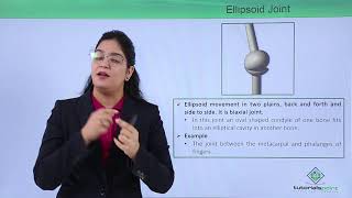 Class10th – Ellipsoid Joint  Locomotion and Movement  Tutorials Point [upl. by Yelrebma]