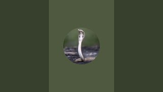 Snake catcher is live [upl. by Dworman]