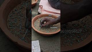 How to propagate adenium seeds  how to grow adenium seedling [upl. by Fogg]