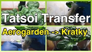 Moving Tatsoi from Aerogarden to Kratky Setup [upl. by Suoicerpal]