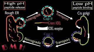 Protein Transport From ER To Golgi  Anterograde And Retrograde Transport  KDEL Sequence Part2 [upl. by Yznel]