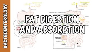 Fat lipid digestion and absorption physiology [upl. by Chapel]