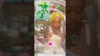 damiana Aphrodisiac depression herbs herbalist ￼ [upl. by Stevana]