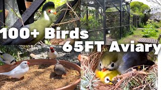 20m Aviary  Bird Breeding Update  Softbills and Finches  S2Ep9  Bird Sounds birds bird [upl. by Ranna]