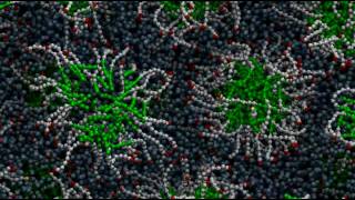 Micelle formation through molecular selfassembly [upl. by Nylkcaj977]