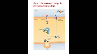 How chaperon help to protein folding shortvideo shortsviral shorts shortsfeed shortsvideo [upl. by Valorie]