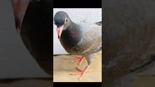 chicken pox treatment after  pox treatment videos pigeon birds [upl. by Stockwell]