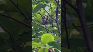 Fledgling 🏡 Sparrow🌟birds animals cute baby nest love funny trending beauty nature [upl. by Fairweather485]