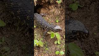 Tropical night lizard 🇨🇷 Costa Rica [upl. by Persas337]