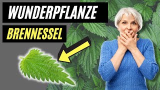 Brennessel  Die UNGLAUBLICHE und missverstandene Heilpflanze [upl. by Allenaj]