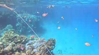 Royal Brayka Marsa Alam snorkeling [upl. by Ailis]