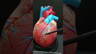 Anterior interventricular groove of heart shorts heart [upl. by Jeroma]