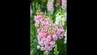 Harvesting Snapdragons Antirrhinum majus [upl. by Callida]