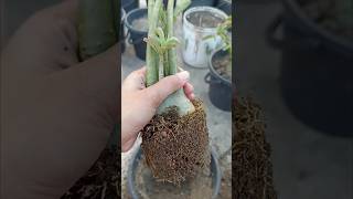 Adenium repotting flowers adenium plants viralshorts shorts trending [upl. by Tyrone]