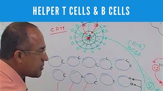 Helper T cells  CD4 and B cells  Lymphocytes  Immunology [upl. by Amlev]