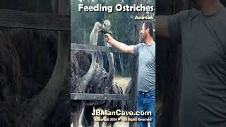 FEEDING OSTRICHES Birds JBManCavecom Shorts [upl. by Orville392]