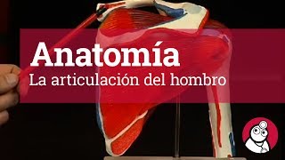 Anatomía La articulación del hombro [upl. by Wilmott]