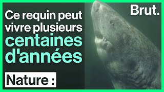 Ce requin peut vivre plusieurs centaines dannées [upl. by Biggs591]