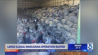 Over 100 million worth of marijuana found in San Bernardino County drug bust [upl. by Fesuoy995]