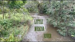 Little Wekiva River Upstream 4K Hurricane MIlton [upl. by Milinda848]