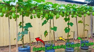 Tips for growing chayote in plastic containers producing many fruits without care [upl. by Nibor]