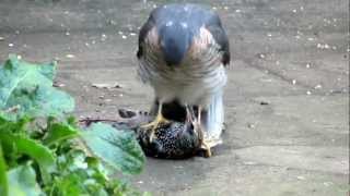 Sparrowhawk plucking live Starling pt1 [upl. by Ieppet569]