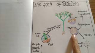 lifecycle of psilotum [upl. by Nauwtna]